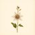 Passiflora incarnata (Passionflower) — botanical photograph