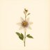 Passiflora incarnata (Passionflower) — botanical photograph