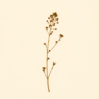 Peganum harmala (Syrian Rue) — botanical photograph