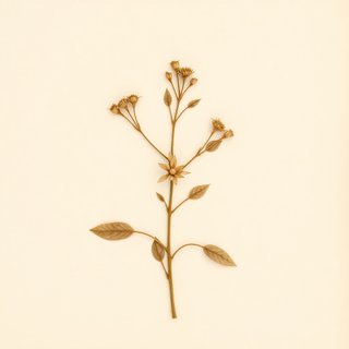 Pereskia sacharosa (Guayapa) — botanical photograph
