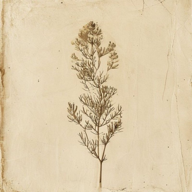 Persoonia gunnii