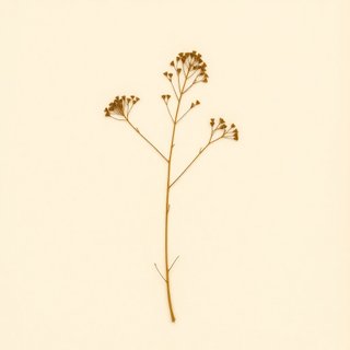 Peucedanum japonicum (Peucedanum japonicum) — botanical photograph