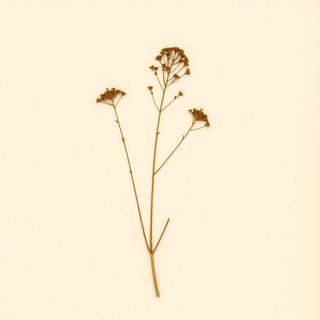 Peucedanum multivittatum (Peucedanum multivittatum) — botanical photograph