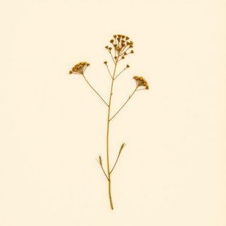 Peucedanum terebinthaceum (Peucedanum terebinthaceum) — botanical photograph
