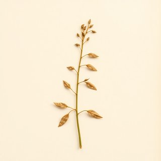 Phaseolus coccineus (Runner Bean) — botanical photograph