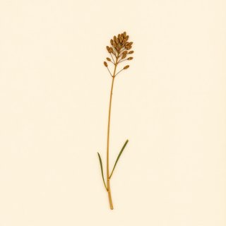 Phyllospadix scouleri (Phyllospadix scouleri) — botanical photograph