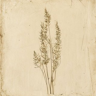Phyllospadix torreyi (Sea Grass) — botanical photograph