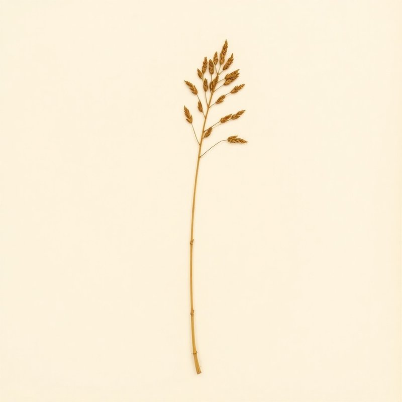 Phyllostachys bambusoides (Madake) — botanical photograph