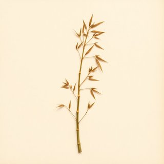 Phyllostachys dulcis (Sweetshoot Bamboo) — botanical photograph