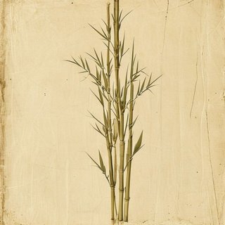 Phyllostachys flexuosa (Zig-Zag Bamboo) — botanical photograph