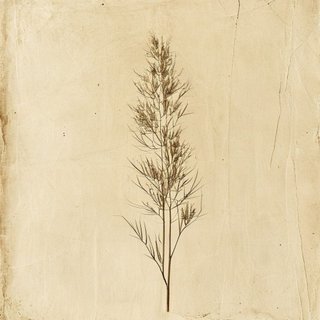 Phyllostachys nidularia (Phyllostachys nidularia) — botanical photograph