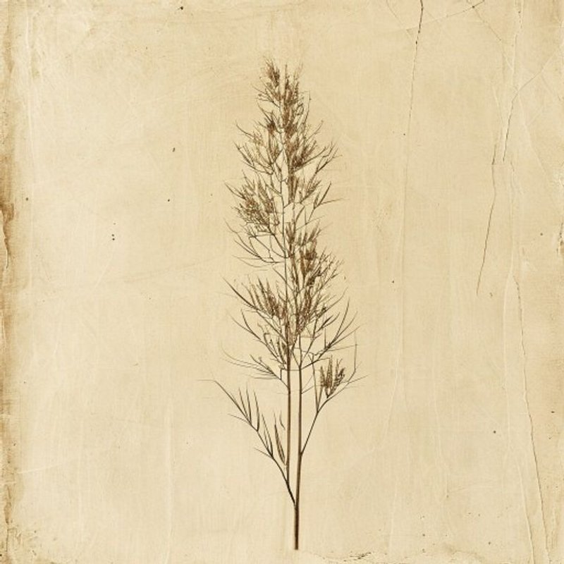 Phyllostachys nidularia