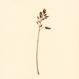 Phyllostachys nigra henonis (Phyllostachys nigra henonis) — botanical photograph