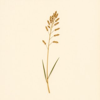 Phyllostachys parvifolia (Phyllostachys parvifolia) — botanical photograph