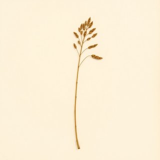 Phyllostachys purpurata (Phyllostachys purpurata) — botanical photograph