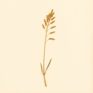 Phyllostachys sulphurea (Ougon-Kouchiku) — botanical photograph