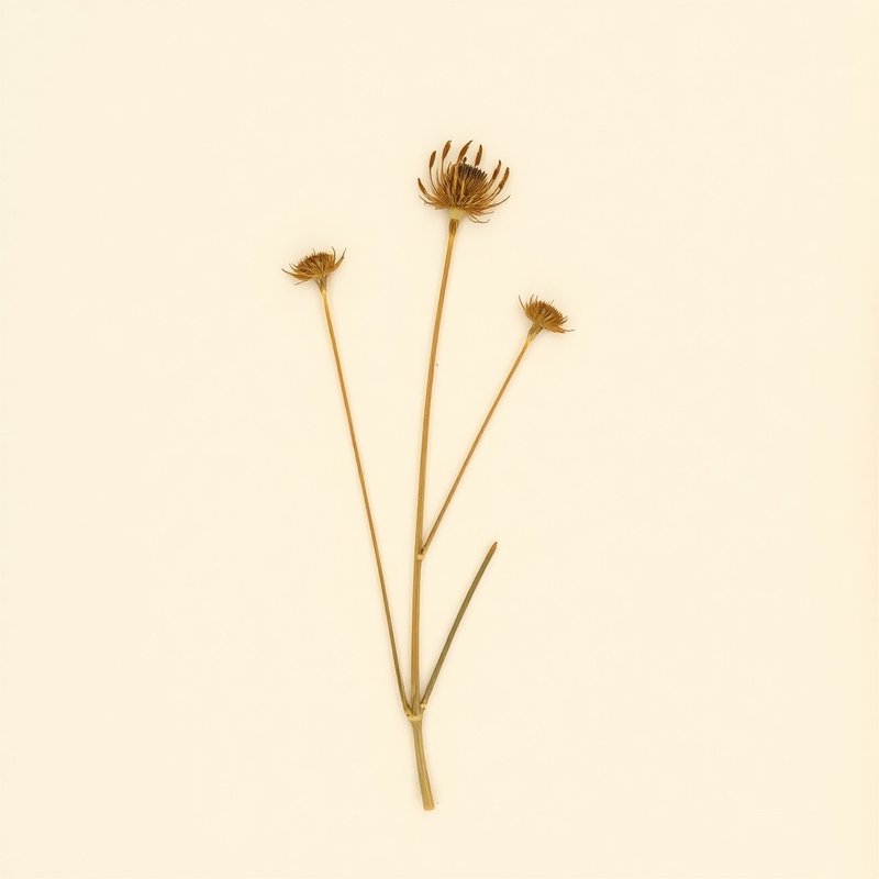 Physaliastrum echinatum