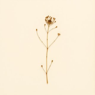 Phytelephas aequatorialis (Vegetable ivory) — botanical photograph