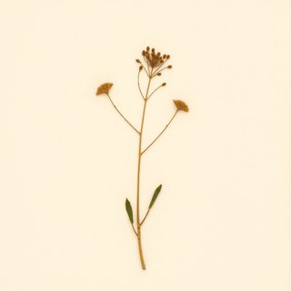 Pinellia pedatisecta (Hu Zhang) — botanical photograph