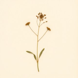 Pinellia ternata (Ban Xia) — botanical photograph