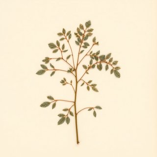 Pittosporum phillyreoides (Weeping Pittosporum) — botanical photograph