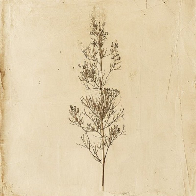 Pleioblastus gramineus (Pleioblastus gramineus) — botanical photograph