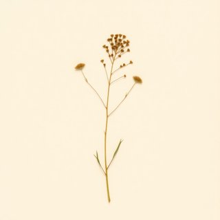 Pleioblastus intermedius (Pleioblastus intermedius) — botanical photograph