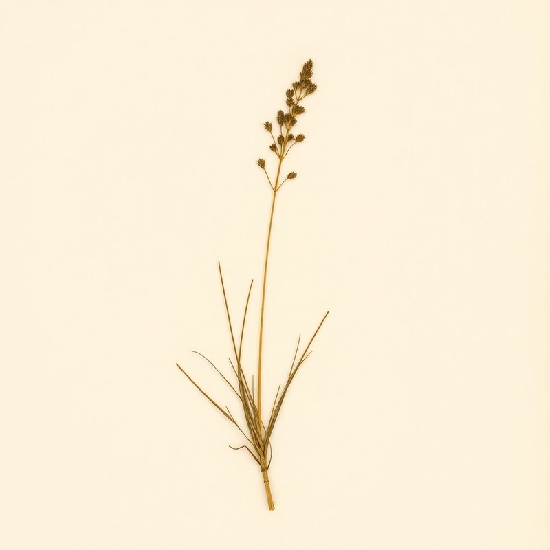 Pine Bluegrass