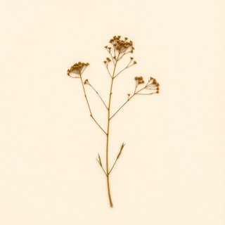 Podocarpium oldhamii (Podocarpium oldhamii) — botanical photograph