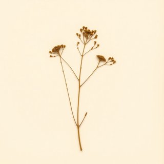 Podocarpium podocarpum (Podocarpium podocarpum) — botanical photograph