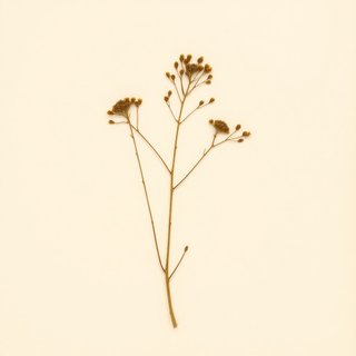Podocarpium podocarpum japonicum (Podocarpium podocarpum japonicum) — botanical photograph