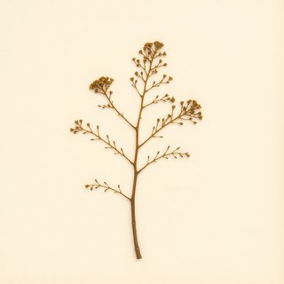 Podocarpus nivalis (Alpine Totara) — botanical photograph