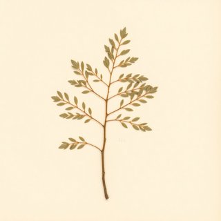 Podocarpus salignus (Willowleaf Podocarp) — botanical photograph
