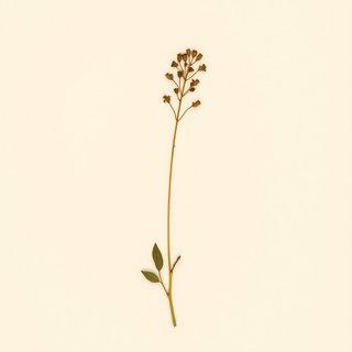 Polygala japonica (Polygala japonica) — botanical photograph