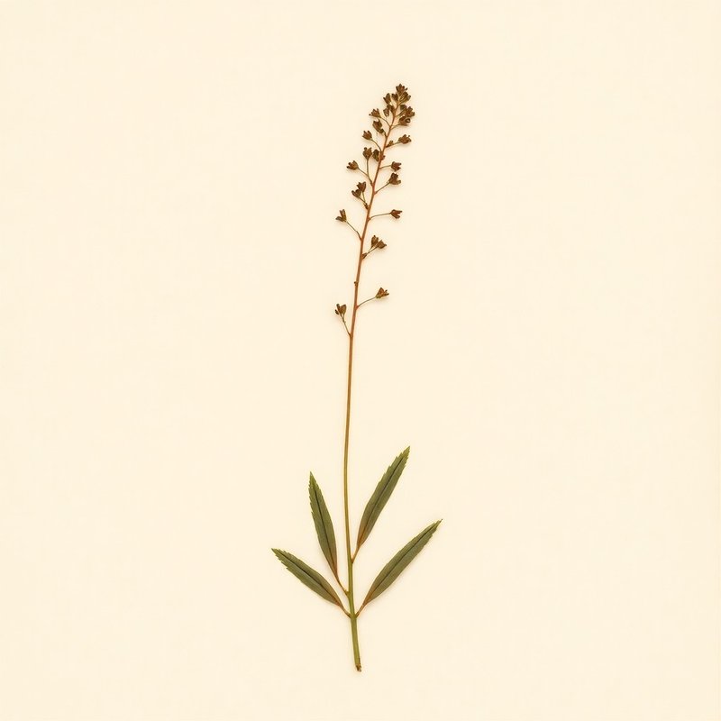 Polygonum coccineum (Water Smartweed) — botanical photograph