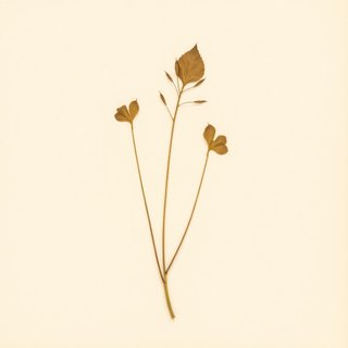 Potamogeton cristatus (Potamogeton cristatus) — botanical photograph