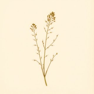 Potamogeton pectinatus (Fennel-Leaved Pondweed) — botanical photograph