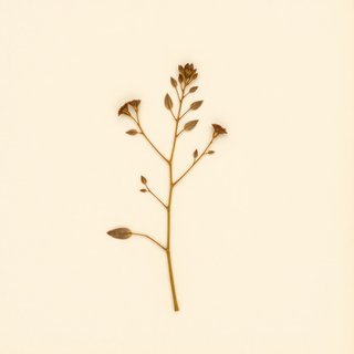 Pouteria guianensis (Asepoko) — botanical photograph
