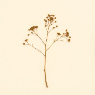 Prosopis cineraria (Prosopis cineraria) — botanical photograph