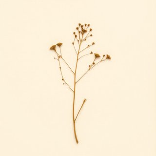 Prosopis tamarugo (Tamarugo) — botanical photograph