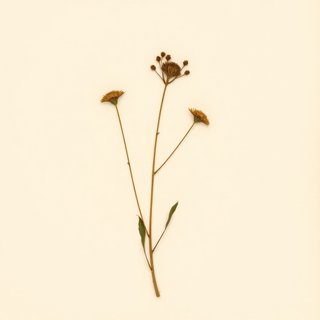 Prumnopitys ferruginea (Miro) — botanical photograph