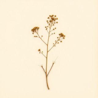 Prumnopitys taxifolia (Matai) — botanical photograph