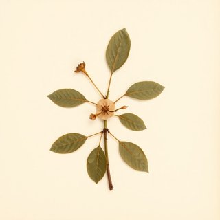 Prunus apetala (Clove Cherry) — botanical photograph