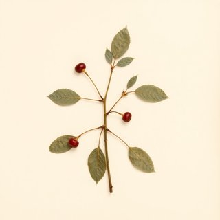 Prunus cerasus frutescens (Bush Sour Cherry) — botanical photograph