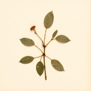 Prunus munsoniana (Wild Goose Plum) — botanical photograph