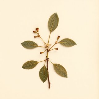 Prunus pseudocerasus (Cambridge Cherry) — botanical photograph
