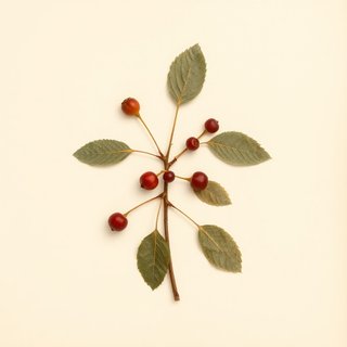 Prunus virens (Wild Cherry) — botanical photograph