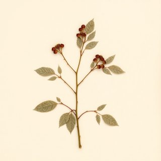 Prunus virginiana demissa (Western Chokecherry) — botanical photograph
