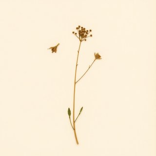 Psoralea subacaulis (Whiterim scurfpea) — botanical photograph