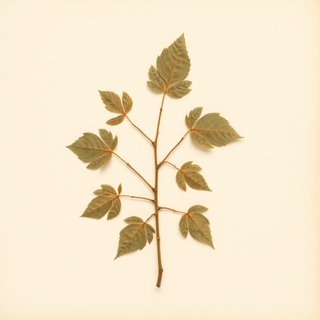 Pueraria pseudohirsuta (Tropical kudzu) — botanical photograph